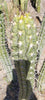 #EC30 EXACT Trichocereus Chalaensis Cactus Cutting 7-12" Plant