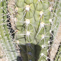 #EC30 EXACT Trichocereus Chalaensis Cactus Cutting 7-12" Plant