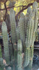 #EC30 EXACT Trichocereus Chalaensis Cactus Cutting 7-12" Plant