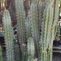 #EC30 EXACT Trichocereus Chalaensis Cactus Cutting 7-12" Plant