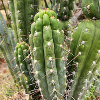 #EC30 EXACT Trichocereus Chalaensis Cactus Cutting 7-12" Plant