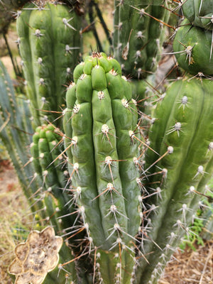 #EC30 EXACT Trichocereus Chalaensis Cactus Cutting 7-12