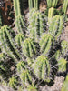 #EC304 EXACT Trichocereus Puquiensis "Linda" Cactus Plant, Cutting 5-6"