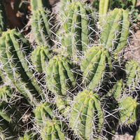 #EC304 EXACT Trichocereus Puquiensis "Linda" Cactus Plant, Cutting 5-6"