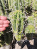 #EC304 EXACT Trichocereus Puquiensis "Linda" Cactus Plant, Cutting 5-6"