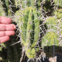 #EC304 EXACT Trichocereus Puquiensis "Linda" Cactus Plant, Cutting 5-6"