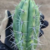 #EC304 EXACT Trichocereus Puquiensis "Linda" Cactus Plant, Cutting 5-6"