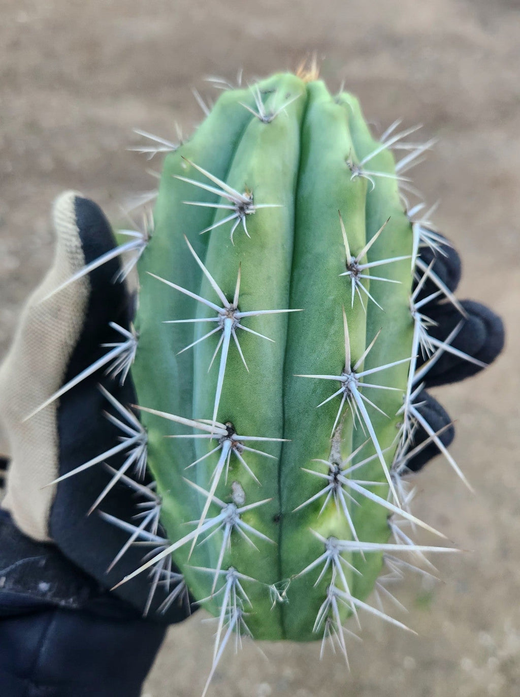 #EC304 EXACT Trichocereus Puquiensis "Linda" Cactus Plant, Cutting 5-6"