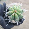 #EC304 EXACT Trichocereus Puquiensis "Linda" Cactus Plant, Cutting 5-6"