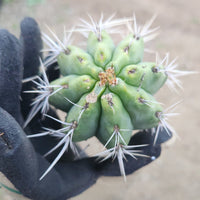 #EC304 EXACT Trichocereus Puquiensis "Linda" Cactus Plant, Cutting 5-6"