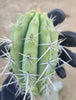 #EC304 EXACT Trichocereus Puquiensis "Linda" Cactus Plant, Cutting 5-6"