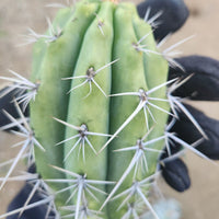 #EC304 EXACT Trichocereus Puquiensis "Linda" Cactus Plant, Cutting 5-6"