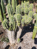 #EC304 EXACT Trichocereus Puquiensis "Linda" Cactus Plant, Cutting 5-6"