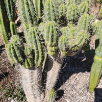 #EC304 EXACT Trichocereus Puquiensis "Linda" Cactus Plant, Cutting 5-6"