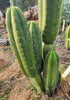 #EC307 EXACT Trichocereus Pachanoi Kunaq OP Chavin Ornamental Cactus CUTTING 7-8"