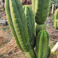 #EC307 EXACT Trichocereus Pachanoi Kunaq OP Chavin Ornamental Cactus CUTTING 7-8"