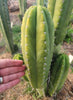 #EC307 EXACT Trichocereus Pachanoi Kunaq OP Chavin Ornamental Cactus CUTTING 7-8"