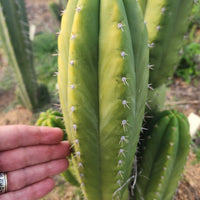 #EC307 EXACT Trichocereus Pachanoi Kunaq OP Chavin Ornamental Cactus CUTTING 7-8"