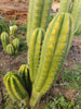 #EC307 EXACT Trichocereus Pachanoi Kunaq OP Chavin Ornamental Cactus CUTTING 7-8"