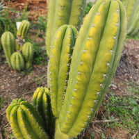 #EC307 EXACT Trichocereus Pachanoi Kunaq OP Chavin Ornamental Cactus CUTTING 7-8"