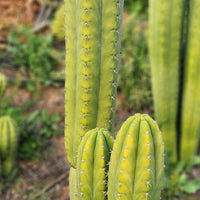 #EC307 EXACT Trichocereus Pachanoi Kunaq OP Chavin Ornamental Cactus CUTTING 7-8"