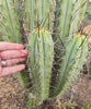 #EC308 EXACT Trichocereus Cordobensis Super Pedro X J8 Cactus Cutting 7-8"