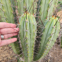 #EC308 EXACT Trichocereus Cordobensis Super Pedro X J8 Cactus Cutting 7-8"