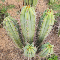 #EC308 EXACT Trichocereus Cordobensis Super Pedro X J8 Cactus Cutting 7-8"