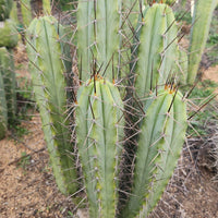 #EC308 EXACT Trichocereus Cordobensis Super Pedro X J8 Cactus Cutting 7-8"