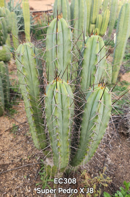 #EC308 EXACT Trichocereus Cordobensis Super Pedro X J8 Cactus Cutting 7-8