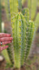 #EC309 EXACT Trichocereus Lost Label Cactus Plant Cutting 7-8"