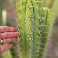 #EC309 EXACT Trichocereus Lost Label Cactus Plant Cutting 7-8"