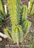 #EC309 EXACT Trichocereus Lost Label Cactus Plant Cutting 7-8"