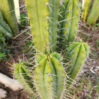 #EC309 EXACT Trichocereus Lost Label Cactus Plant Cutting 7-8"