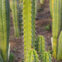 #EC309 EXACT Trichocereus Lost Label Cactus Plant Cutting 7-8"