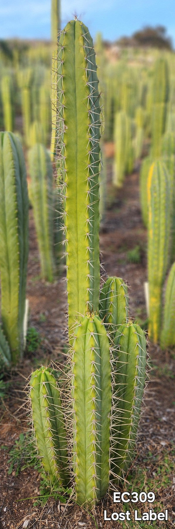 #EC309 EXACT Trichocereus Lost Label Cactus Plant Cutting 7-8"