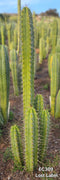 #EC309 EXACT Trichocereus Lost Label Cactus Plant Cutting 7-8"