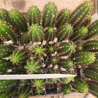 #EC316 EXACT Trichocereus Hybrid Chalaensis X Zelly Cactus Seedling 3-4" Plant