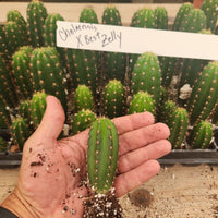 #EC316 EXACT Trichocereus Hybrid Chalaensis X Zelly Cactus Seedling 3-4" Plant