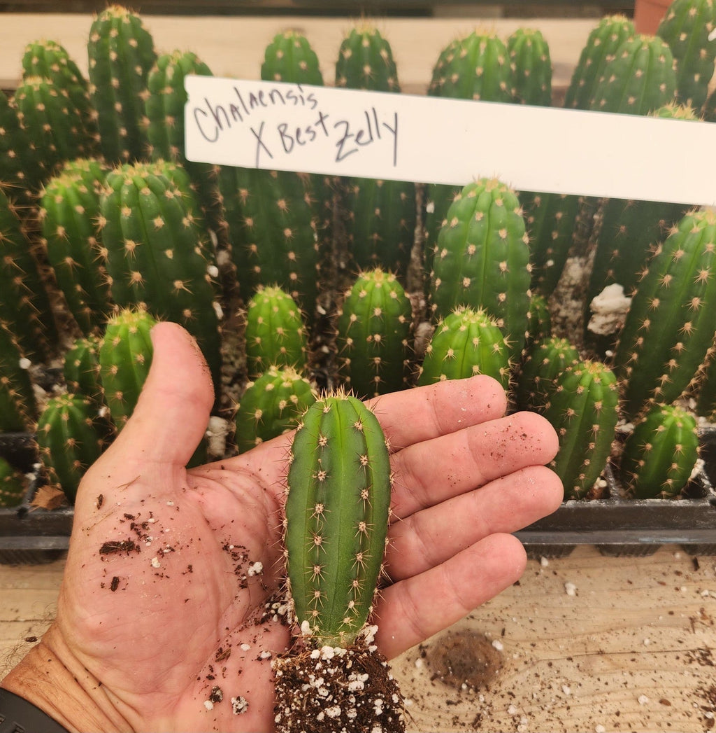 #EC316 EXACT Trichocereus Hybrid Chalaensis X Zelly Cactus Seedling 3-4" Plant