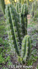 #EC318 EXACT Trichocereus TSS AFF Knuthianus Cactus Thick Cutting 8"