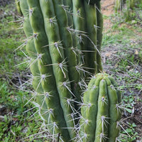 #EC318 EXACT Trichocereus TSS AFF Knuthianus Cactus Thick Cutting 8"