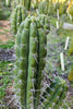 #EC318 EXACT Trichocereus TSS AFF Knuthianus Cactus Thick Cutting 8"