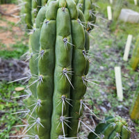 #EC318 EXACT Trichocereus TSS AFF Knuthianus Cactus Thick Cutting 8"