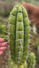 #EC318 EXACT Trichocereus TSS AFF Knuthianus Cactus Thick Cutting 8"