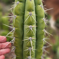 #EC318 EXACT Trichocereus TSS AFF Knuthianus Cactus Thick Cutting 8"