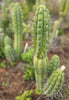 #EC318 EXACT Trichocereus TSS AFF Knuthianus Cactus Thick Cutting 8"