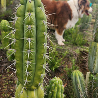 #EC318 EXACT Trichocereus TSS AFF Knuthianus Cactus Thick Cutting 8"