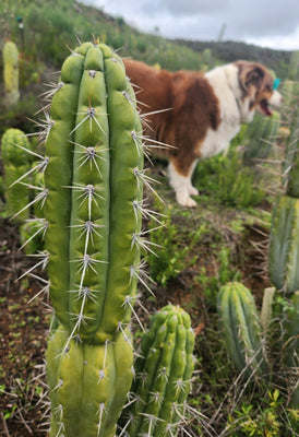 #EC318 EXACT Trichocereus TSS AFF Knuthianus Cactus Thick Cutting 8