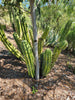 #EC32 EXACT Trichocereus Bridgesii Jada Beyond Cactus Plant Cuttings